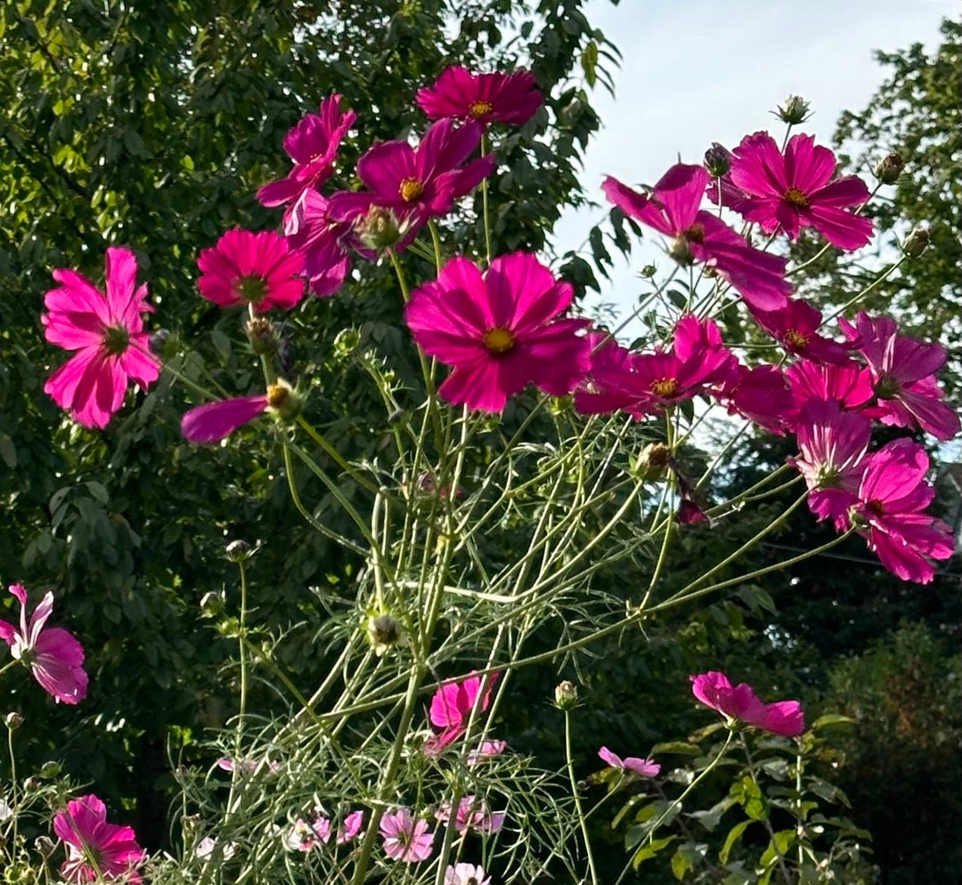 Early October, 2025 Newsletter