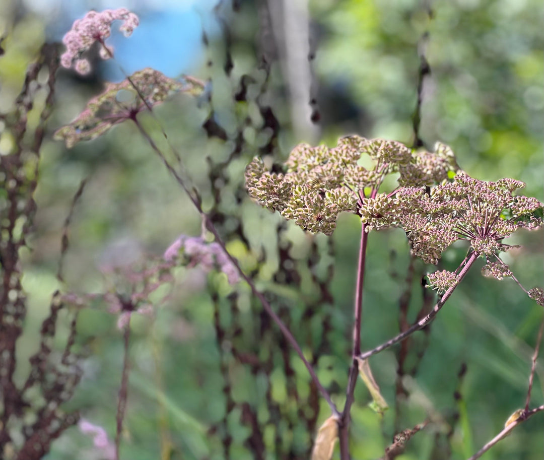 Early September, 2025 Newsletter