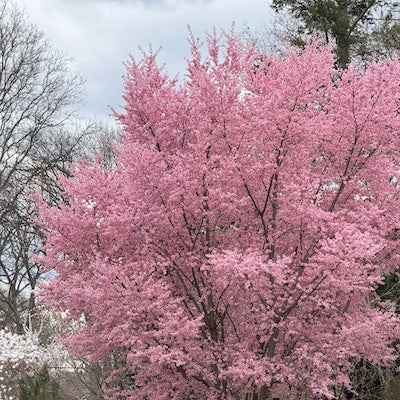 Early April, 2026 Knitapestry Newsletter