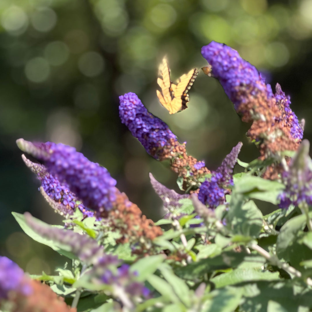 Mid-September, 2026 newsletter