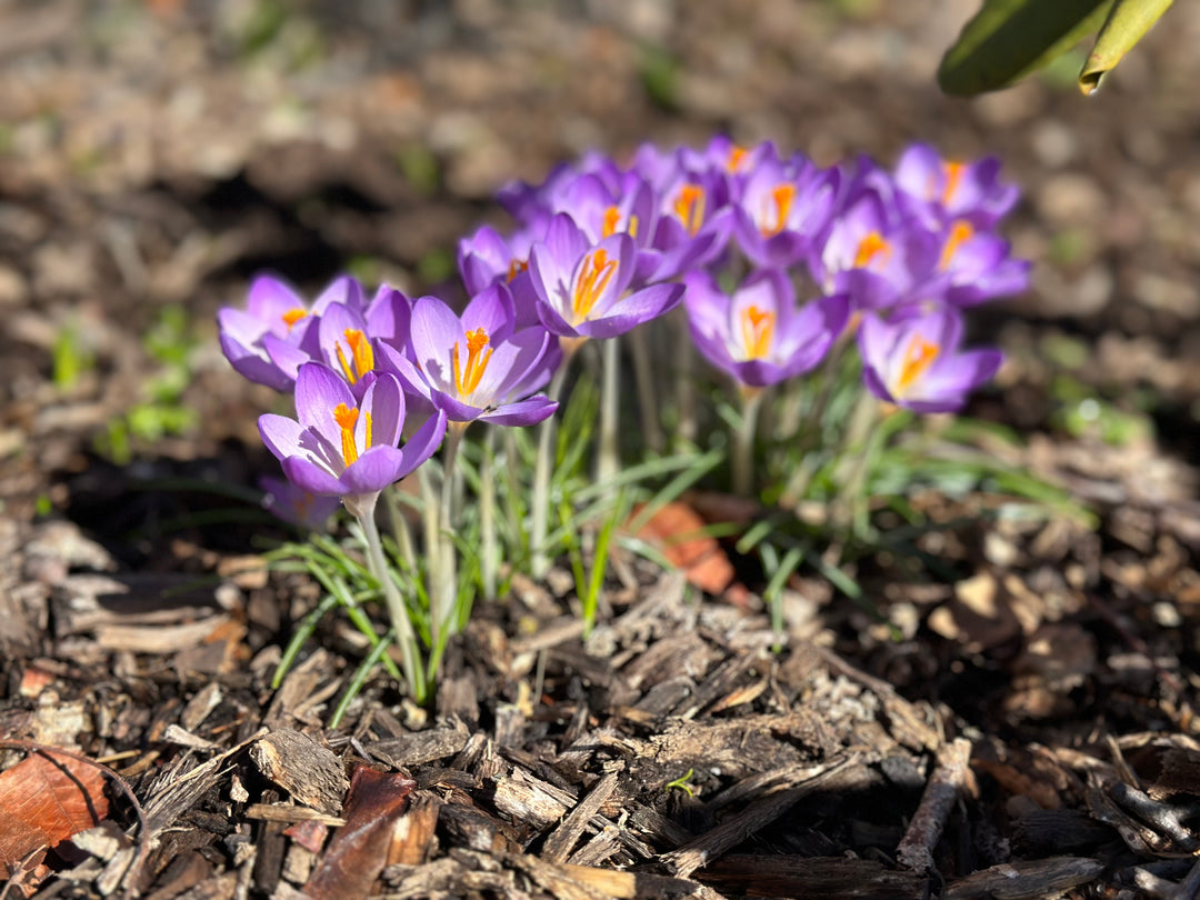 Knitapestry Mid-March newsletter