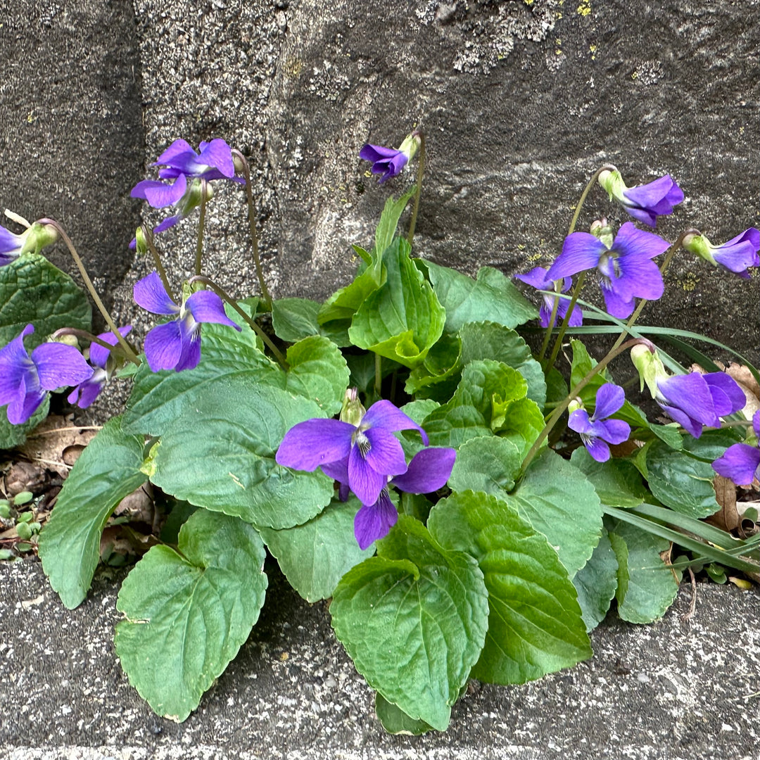 Late April, 2024 Knitapestry Newsletter