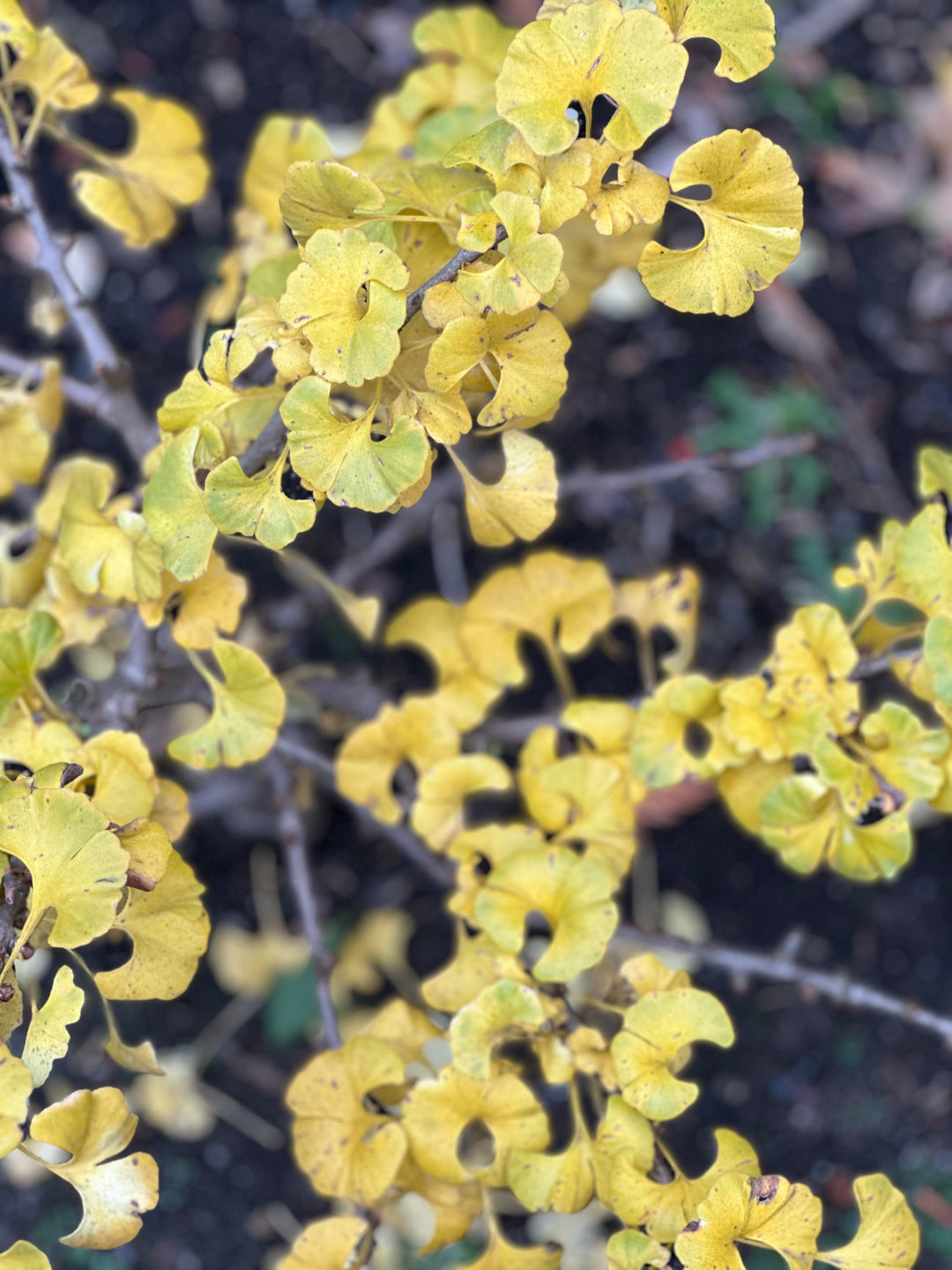 Mid-November, 2025 newsletter