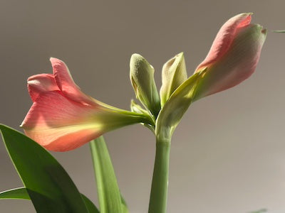 Year-end 2025 Knitapestry newsletter