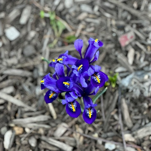 Knitapestry Newsletter Mid-March, 2023